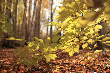 background texture of yellow leaves autumn leaf background
