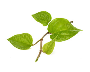 Betel on isolated background.