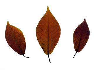 Fototapeta premium Buchenlaub Herbstfärbung, Anordnung auf Leuchttisch