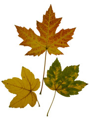 Naklejka na ściany i meble Ahornblätter, Herbstfärbung