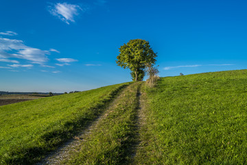 Fototapeta na wymiar Grüne Landschaft mit Feldweg in bayerischer Natur