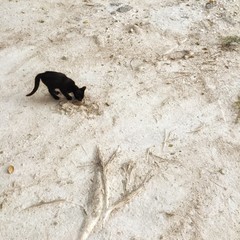 Black cat on sand