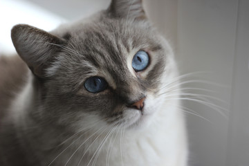 Cat with blue eyes