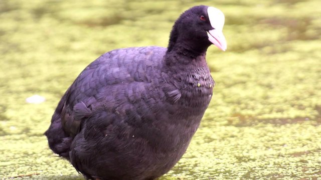 Eurasian coot (Fulica atra)  water bird sitting in a pond covered with Azolla water plants.