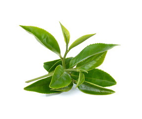 Obraz premium Green tea leaf isolated on white background