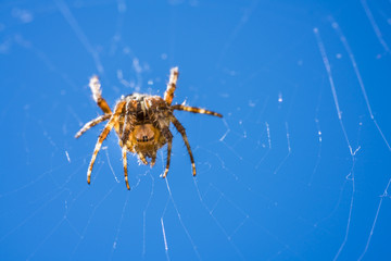 Kreuzspinne giert nach Beute in ihrem Netz