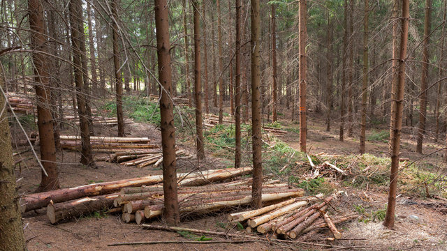 Line in spruce forest after controlled logging