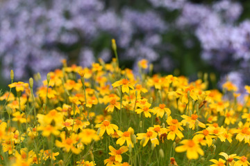 Fototapeta premium fiori gialli aiuola fiorire giardino fiori per esterno