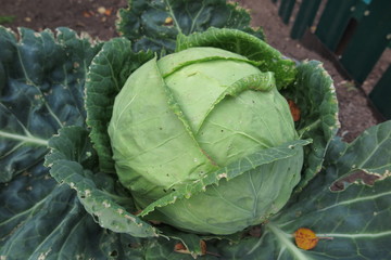 Ripe white cabbage (Brassica oleracea or variants) in the autumn garden
