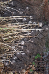 Some garlic from garden