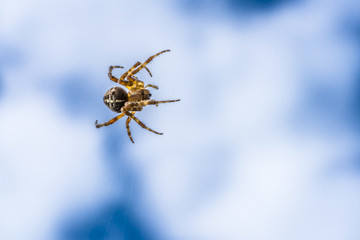 Spinne wittert Beute in ihren Maschen