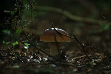boletus edulis in the forest