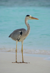 Neugieriger Graureiher an einem Strand der Malediven
