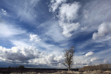 autumn landscape trees in field
