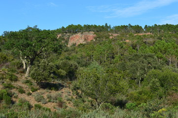 Fototapeta na wymiar Forêt méditerranéenne