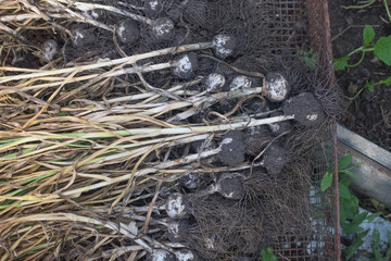 Garlic