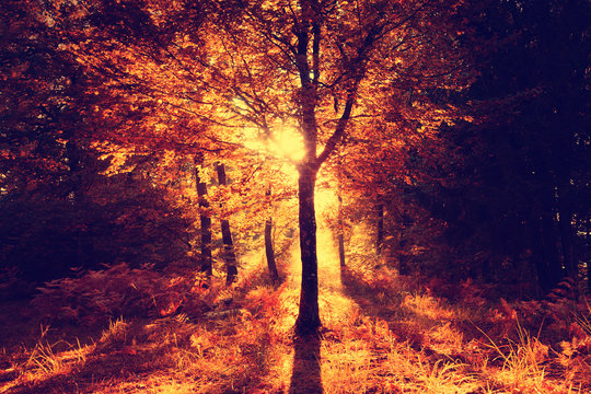 Fototapeta Red and orange color over saturated halloween forest tree with golden sunny light. Fantasy spooky red saturated woods with magic sun light.