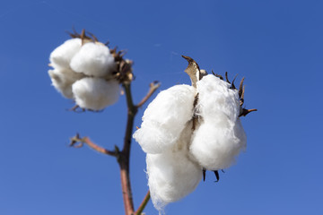 Cotton fields white with ripe cotton ready for harvesting