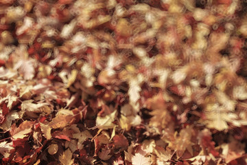 blurred background autumn leaves yellow trees