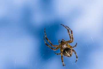 Kreuzspinne lehrt bevorstehender Beute das Fürchten