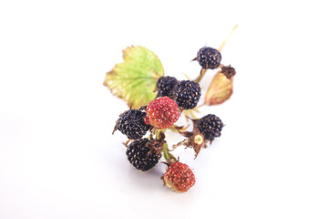 Raw blackberry