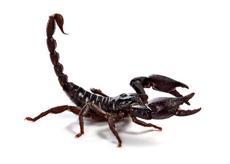 Scorpion of a white background.