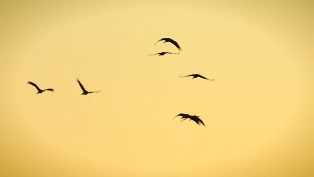 Group of migrating Common Cranes or Eurasian Cranes (Grus Grus) bird flying high up in the air during an autumn sunset.