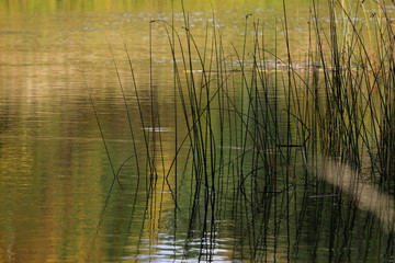 texture of a dark autumn water in the river