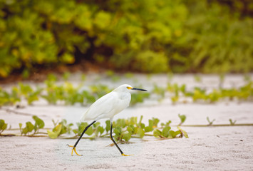 Great Egret