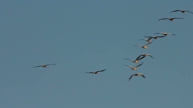 Group of migrating Common Cranes or Eurasian Cranes (Grus Grus) bird flying high up in the air during an autumn day.