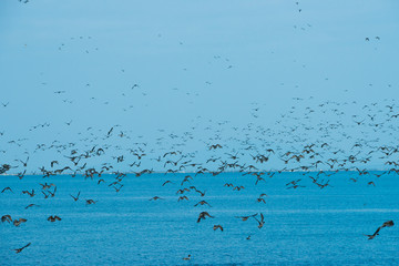 海上を飛び立つ多数の鳥