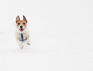 Netter Hund läuft auf die Kamera