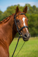 Obraz premium Reitpferd