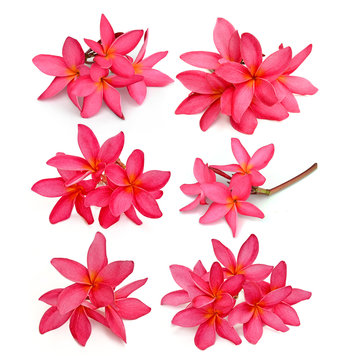 Tropical Flowers Frangipani (plumeria) Isolated On White Backgro