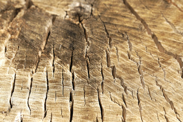 Naklejka premium Wooden texture of tree trunk, close up