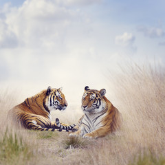 Fototapeta premium Two Tigers