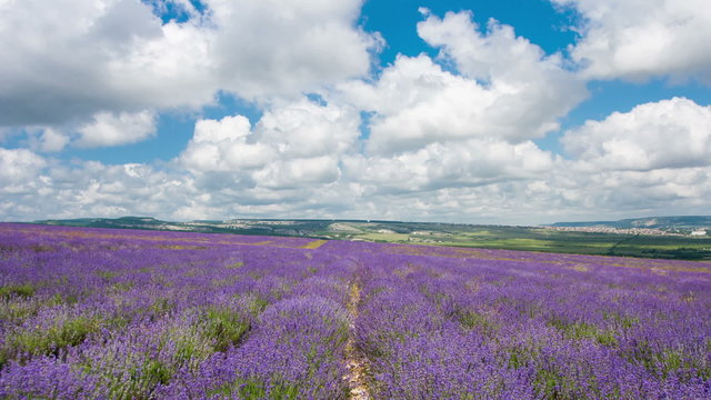 Big field with the blossoming lavender in summer day, timelapse