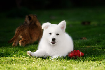 White Swiss Shepherds puppy