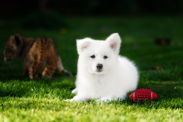 White Swiss Shepherds puppy