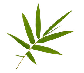 Fototapeta premium bamboo leaves isolated on white background