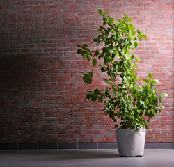 Plant on brick wall background