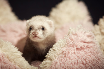 Little ferret baby in studio