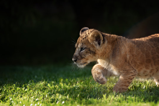 Young lion cub in the wild
