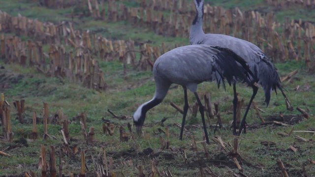 Group of migrating Common Cranes or Eurasian Cranes (Grus Grus) bird standing and feeding in a corn field.