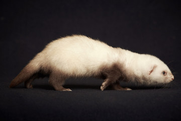 Four weeks old ferret baby