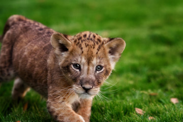 Young lion cub in the wild