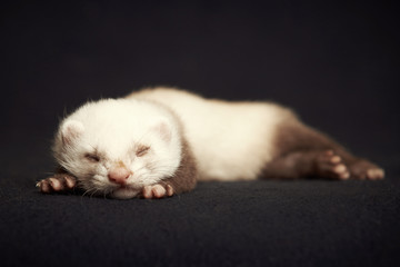 Sleeping ferret boy