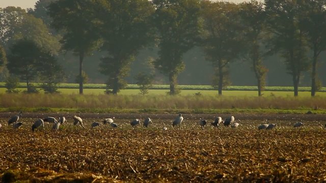 Group of migrating Common Cranes or Eurasian Cranes (Grus Grus) bird standing and feeding in a corn field.