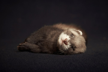 Ferret sleeping on blanket
