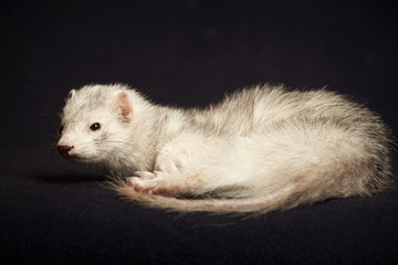 Six years old ferret female of silver color